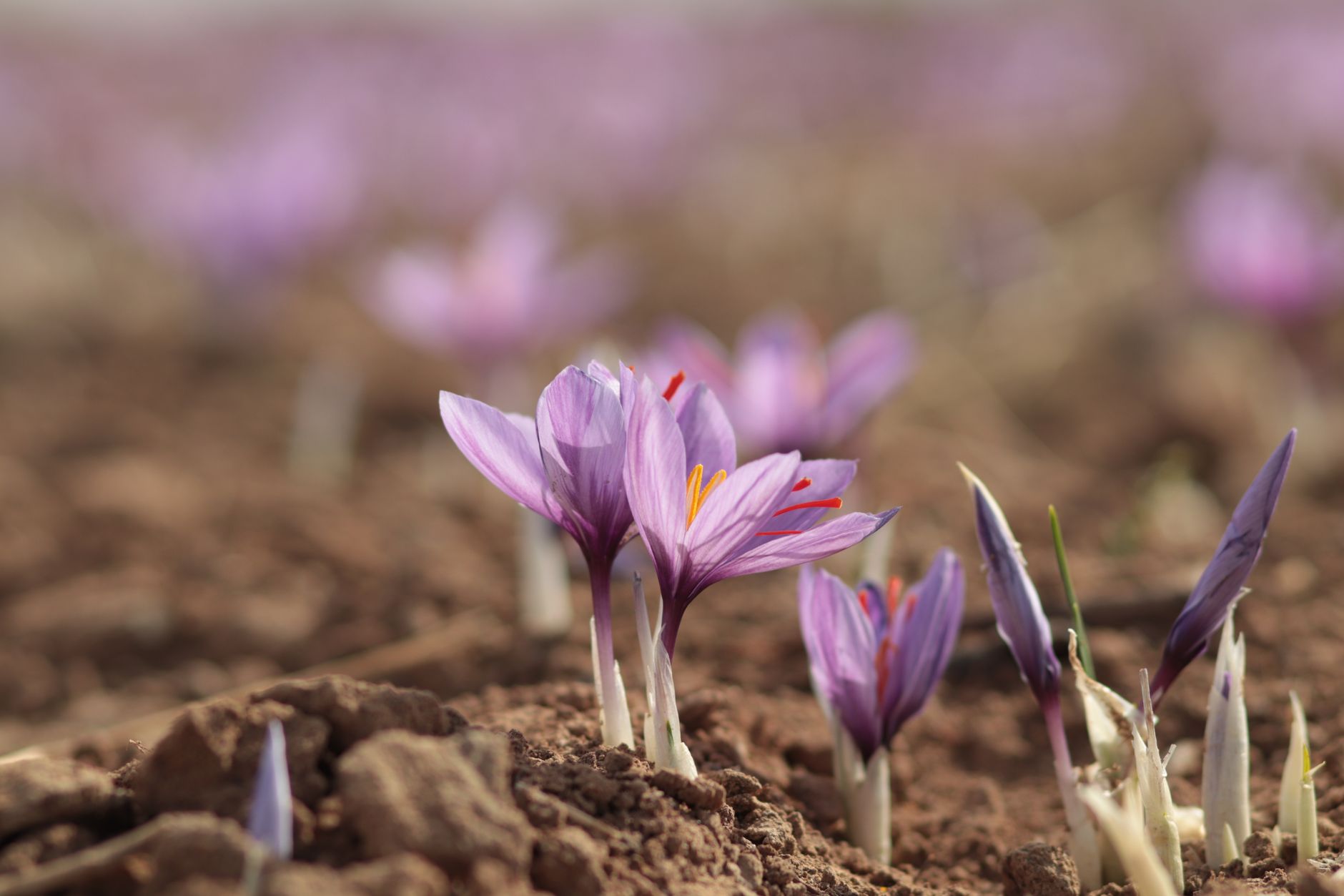 Mélange prairie basse — 20 m²