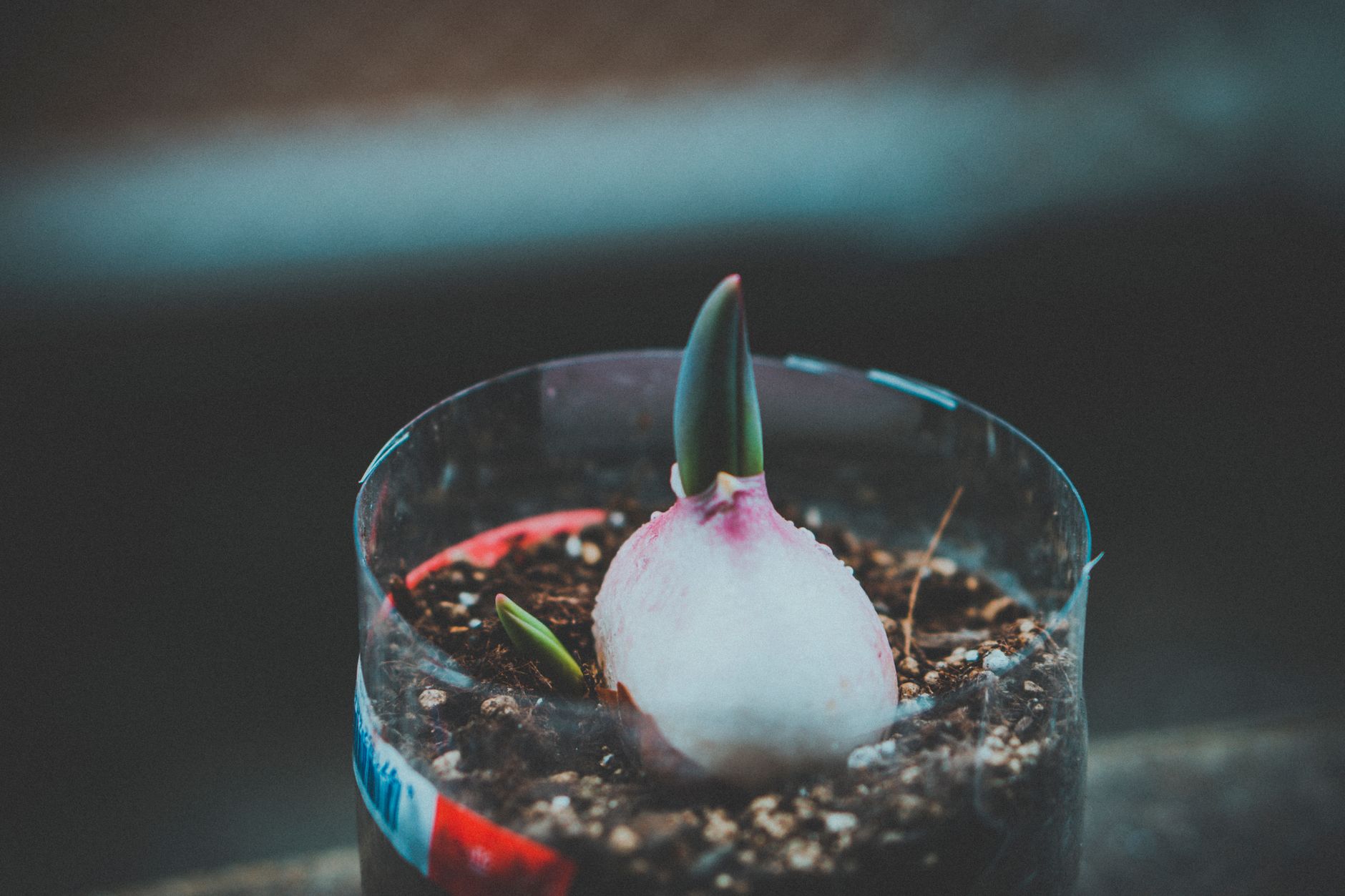 Concevoir un jardin avec seulement deux heures d’entretien par mois