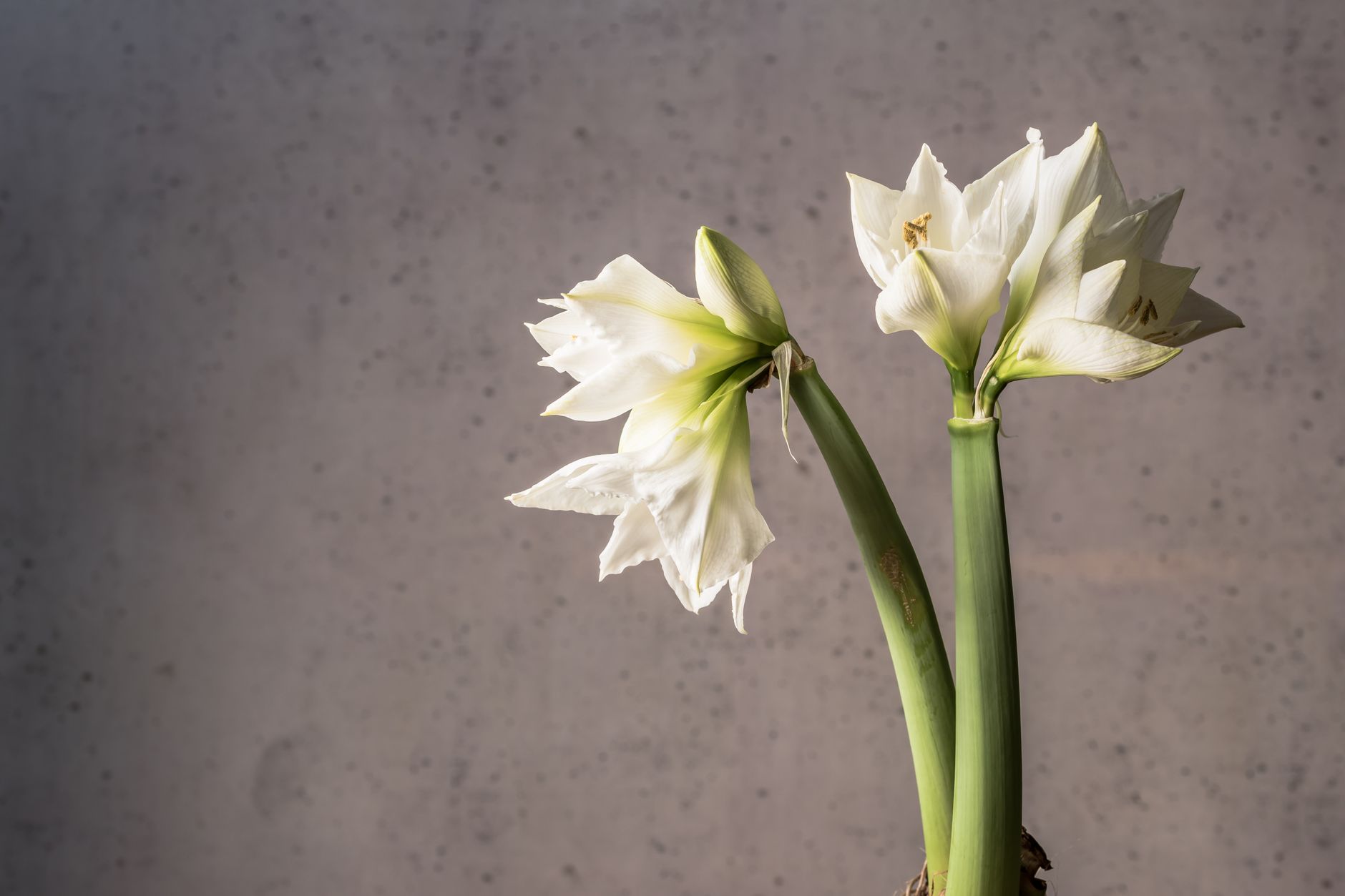 Calendrier du jardin facile : quatre rendez-vous dans l’année
