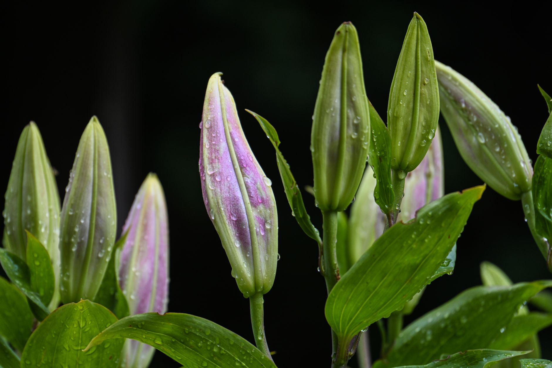 Plantes sans arrosage : composer un massif beau tout l’été