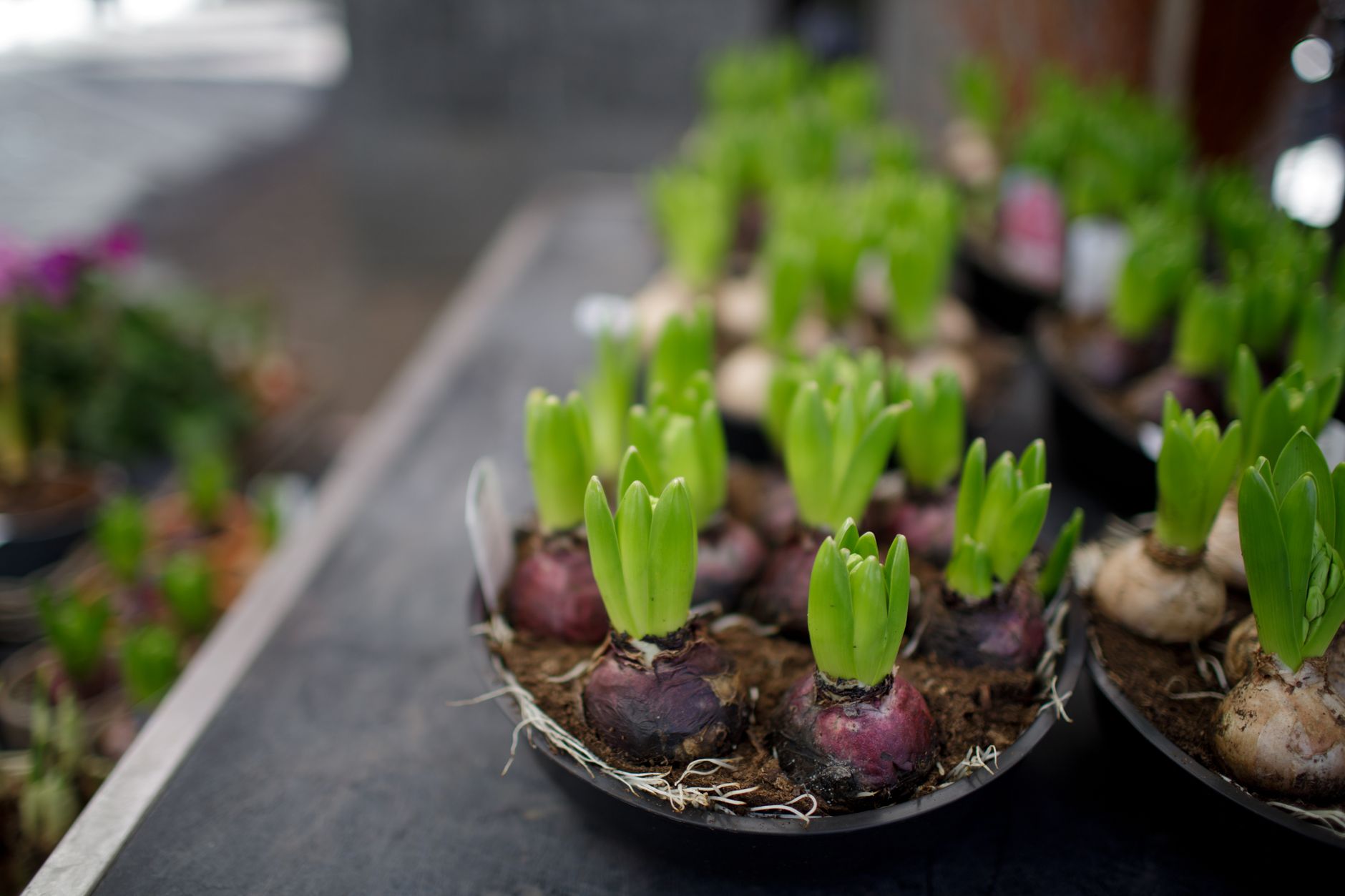 Arbustes faciles : lesquels planter pour ne presque jamais tailler